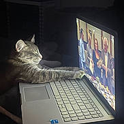 Ash is registered to the contest to win money with this photo: cat, tabby_cat, cat_face, paw, laptop, keyboard, touchpad, screen, people_on_screen, human_face, watching, relaxed, indoor, low_light, night, cozy, entertainment, electronics, couch, soft_lighting