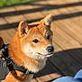 Axie participe au concours pour gagner de l'argent avec cette photo : dog, shiba_inu, pet, animal, canine, fur, outdoor, sunlight, wooden_deck, harness, ears, face, brown_fur, black_harness, shadow, grass, closeup, daylight, cute, attentive