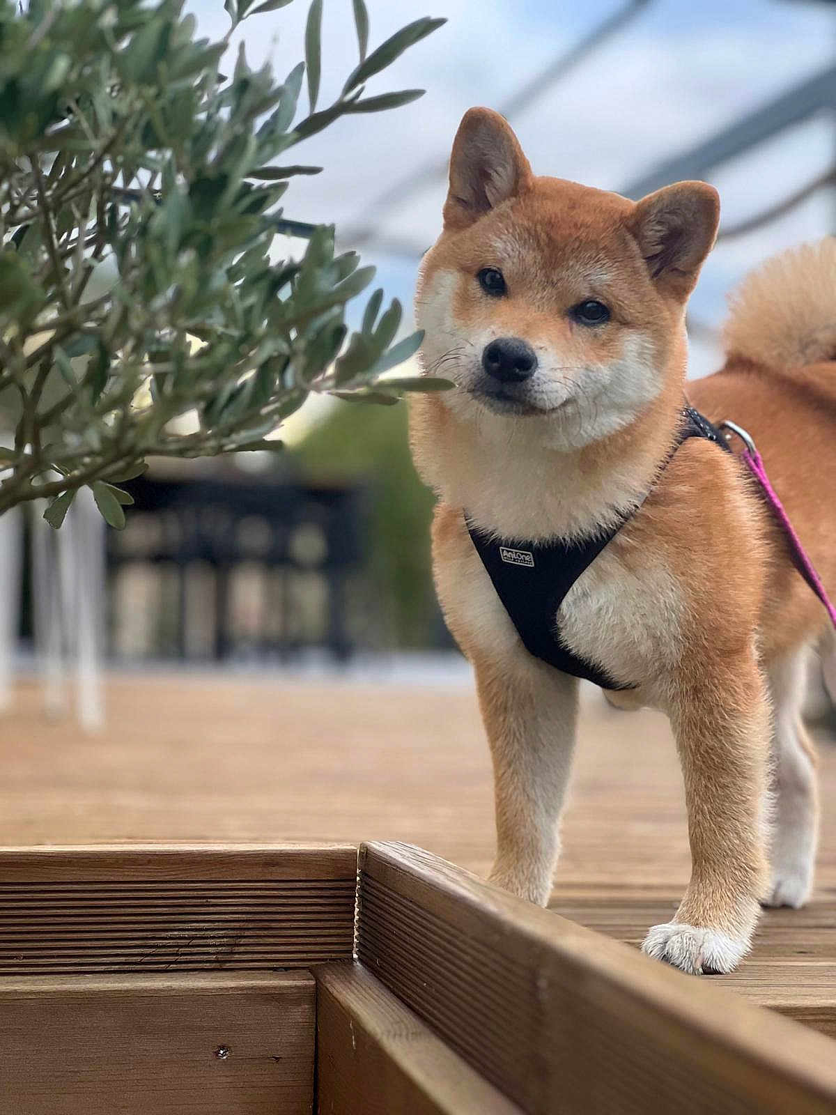 Axie participe au concours pour gagner de l'argent avec cette photo : dog, puppy, shiba_inu, harness, wooden_deck, outdoor, greenery, blurred_background, pet, canine, fur, animal, leash, curious, standing, face, ears, tail, nature, daylight