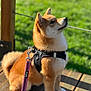 dog, shiba_inu, pet, canine, animal, leash, harness, outdoor, grass, wooden_deck, sunlight, furry, sitting, side_view, brown_fur, white_paws, daylight, nature, cute, alert