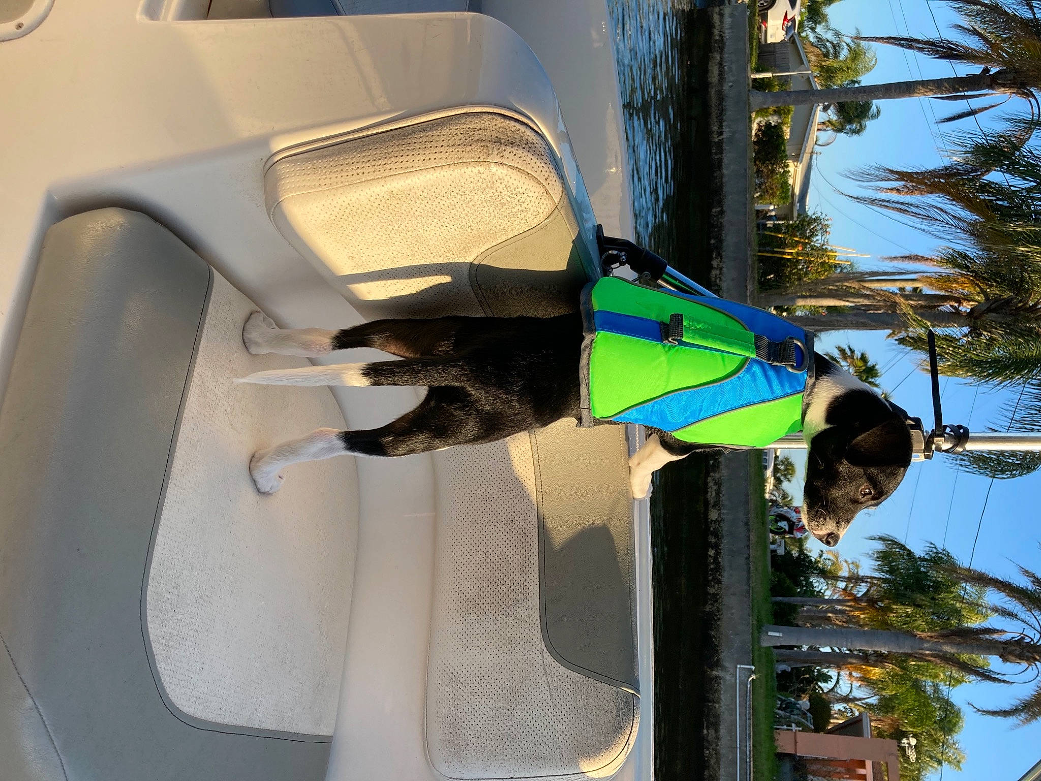 Skipper is registered to the contest to win money with this photo: arecales, automotive_design, automotive_exterior, automotive_lighting, automotive_mirror, automotive_tire, bumper, dog, door, fender, headlamp, hood, motor_vehicle, plant, shade, sky, tints_and_shades, tree, vehicle, vehicle_door