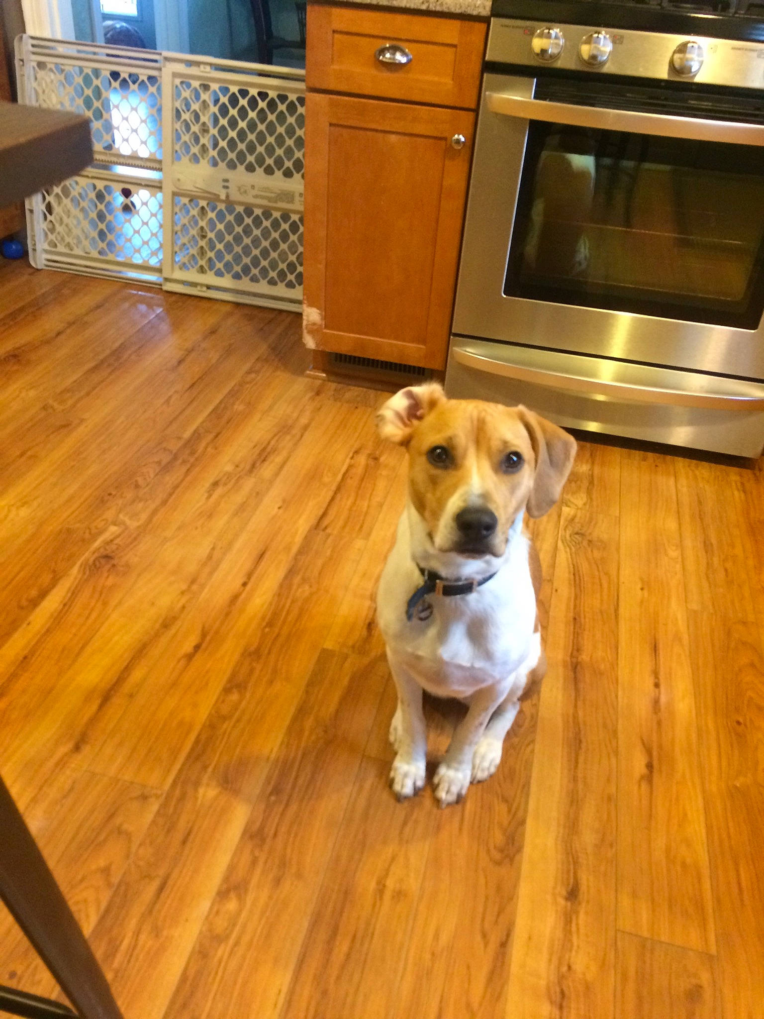 Abbey is registered to the contest to win money with this photo: canidae, carnivore, companion_dog, dog, dog_breed, fawn, floor, flooring, hardwood, laminate_flooring, mammal, plummer_terrier, snout, wood, wood_flooring