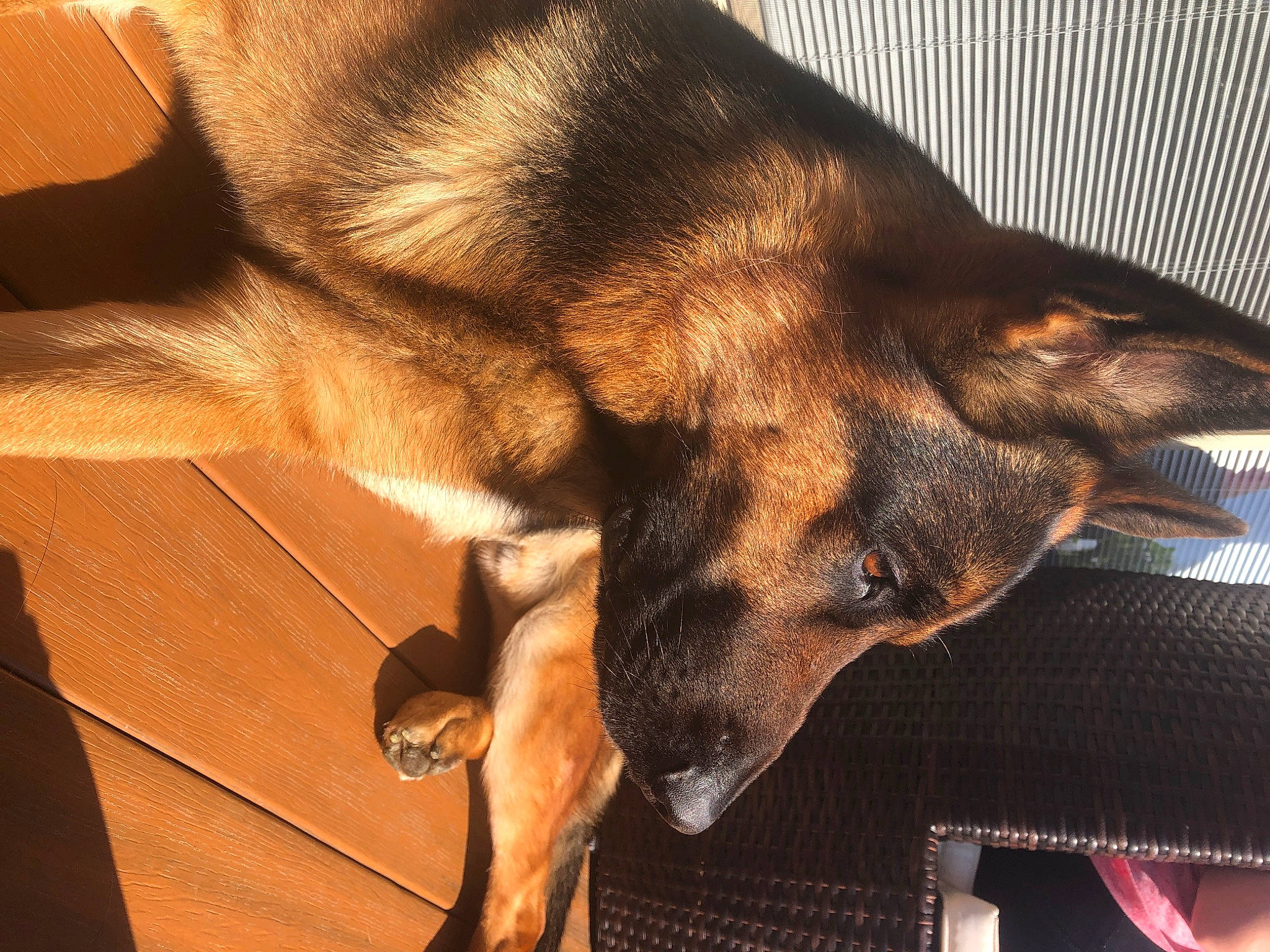 Niko is registered to the contest to win money with this photo: belgian_shepherd_malinois, canidae, carnivore, dog, dog_breed, ear, fawn, german_shepherd_dog, king_shepherd, mammal, snout, vertebrate