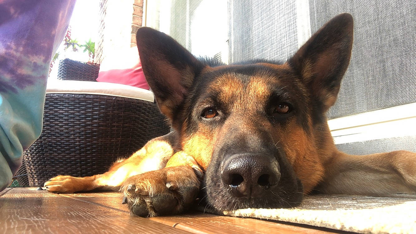 Niko is registered to the contest to win money with this photo: belgian_shepherd_malinois, canidae, carnivore, dog, dog_breed, east_european_shepherd, fawn, german_shepherd_dog, herding_dog, king_shepherd, kunming_wolfdog, mammal, old_german_shepherd_dog, police_dog, rare_breed_dog, shiloh_shepherd_dog, snout, vertebrate, working_dog