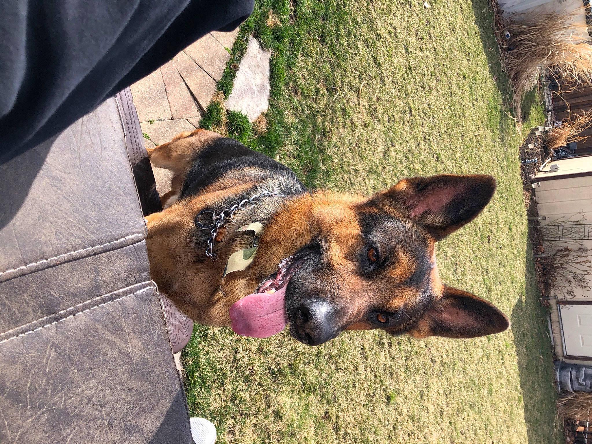 Niko joined the competition — help win amazing prizes! canidae, carnivore, dog, dog_breed, ear, fawn, german_shepherd_dog, mammal, nose, puppy, snout, working_dog