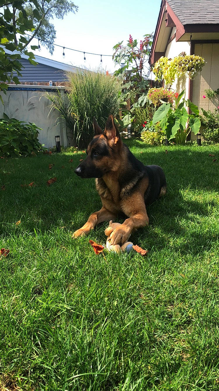 Niko joined the competition — help win amazing prizes! canidae, carnivore, dog, dog_breed, east_european_shepherd, fawn, german_shepherd_dog, grass, king_shepherd, kunming_wolfdog, lawn, mammal, old_german_shepherd_dog, plant, sporting_group, vertebrate, working_dog