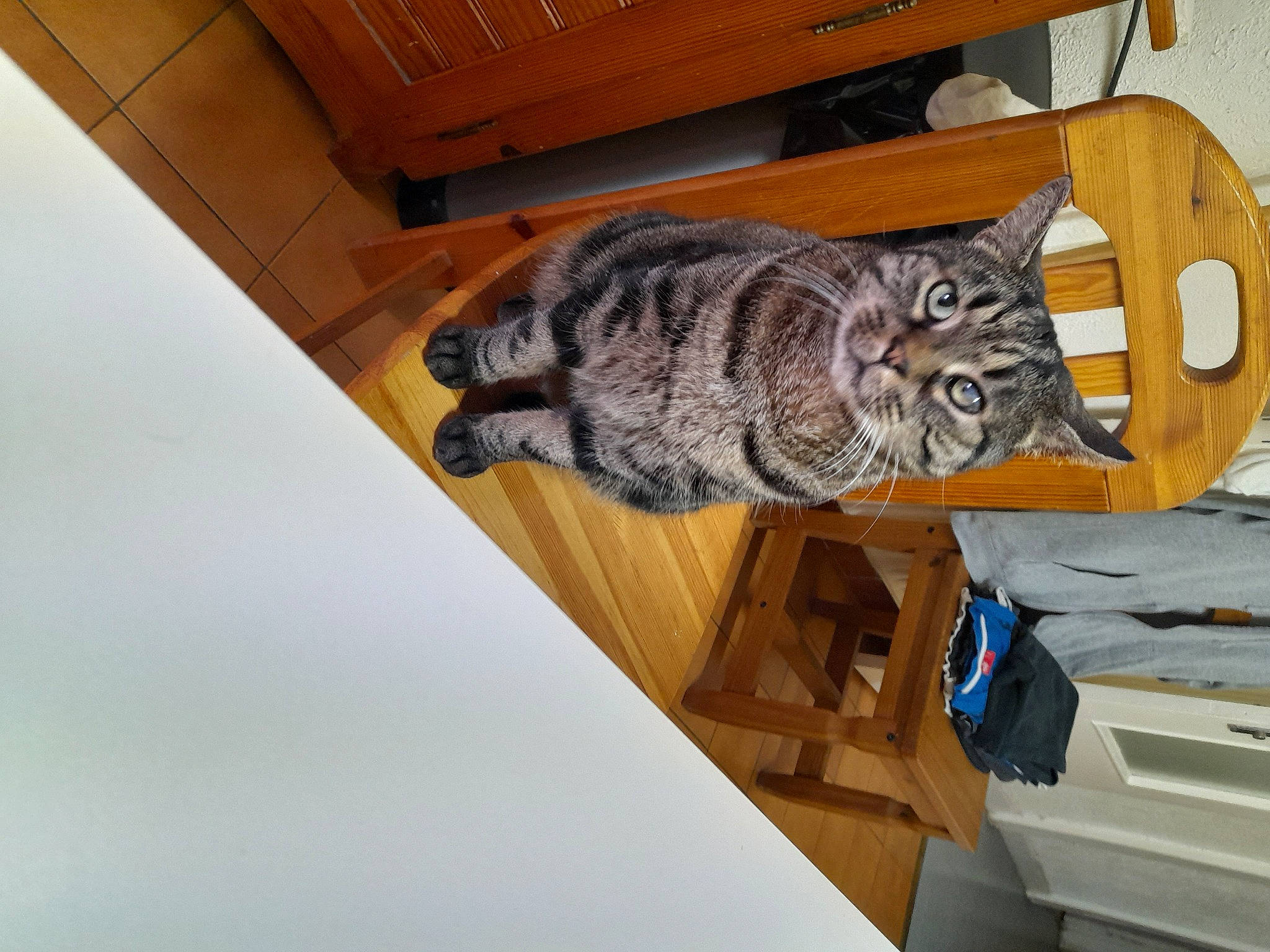 Fripouille participe au concours pour gagner de l'argent avec cette photo : carnivore, cat, ceiling, domestic_short_haired_cat, door, door_handle, felidae, flooring, fur, hardwood, room, small_to_medium_sized_cats, snout, tail, whiskers, window, wood, wood_flooring, wood_stain