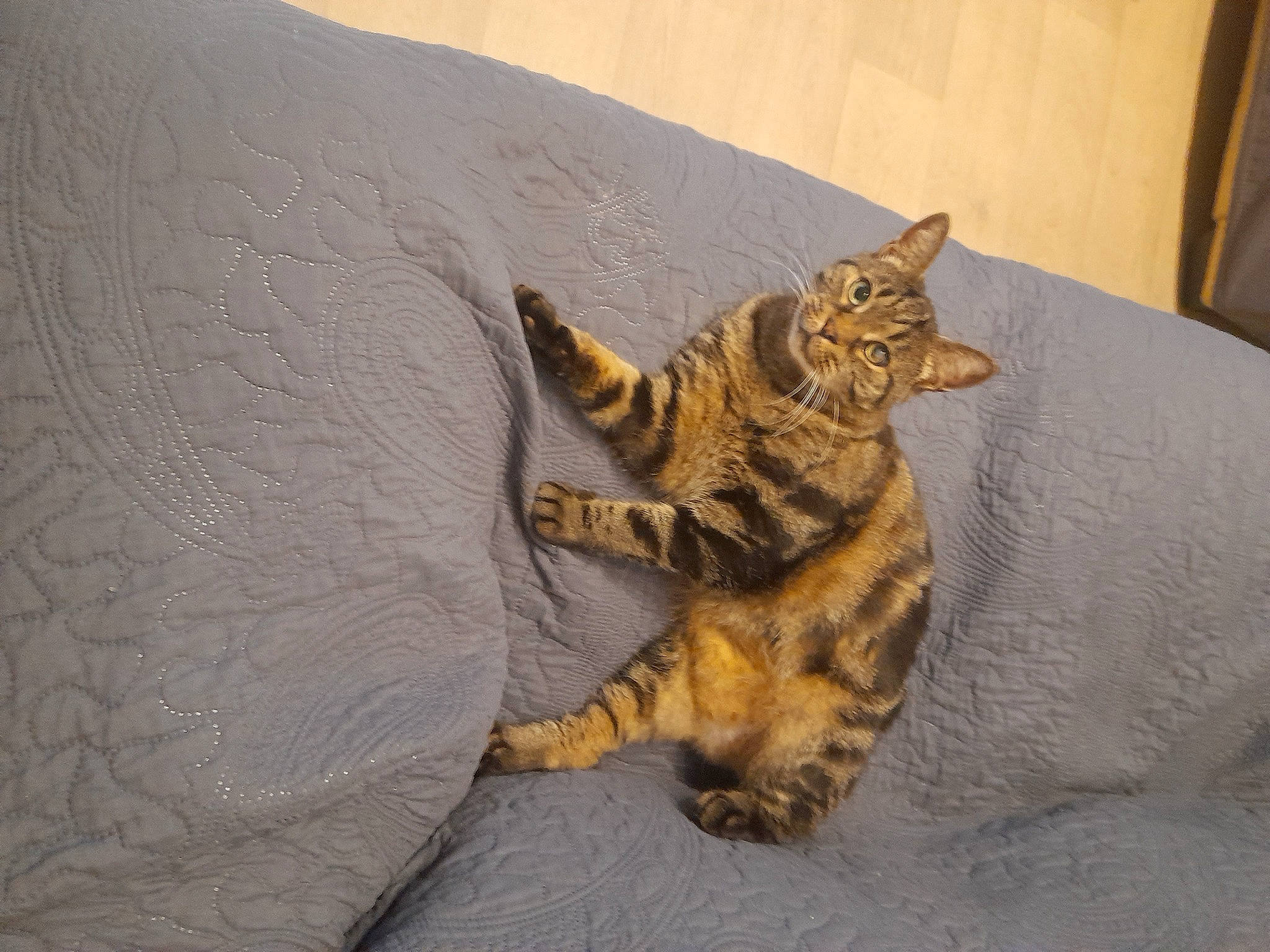 Fripouille participe au concours pour gagner de l'argent avec cette photo : bed, carnivore, cat, claw, comfort, domestic_short_haired_cat, fawn, felidae, flooring, foot, fur, paw, room, small_to_medium_sized_cats, snout, tail, terrestrial_animal, whiskers, wildlife, wood