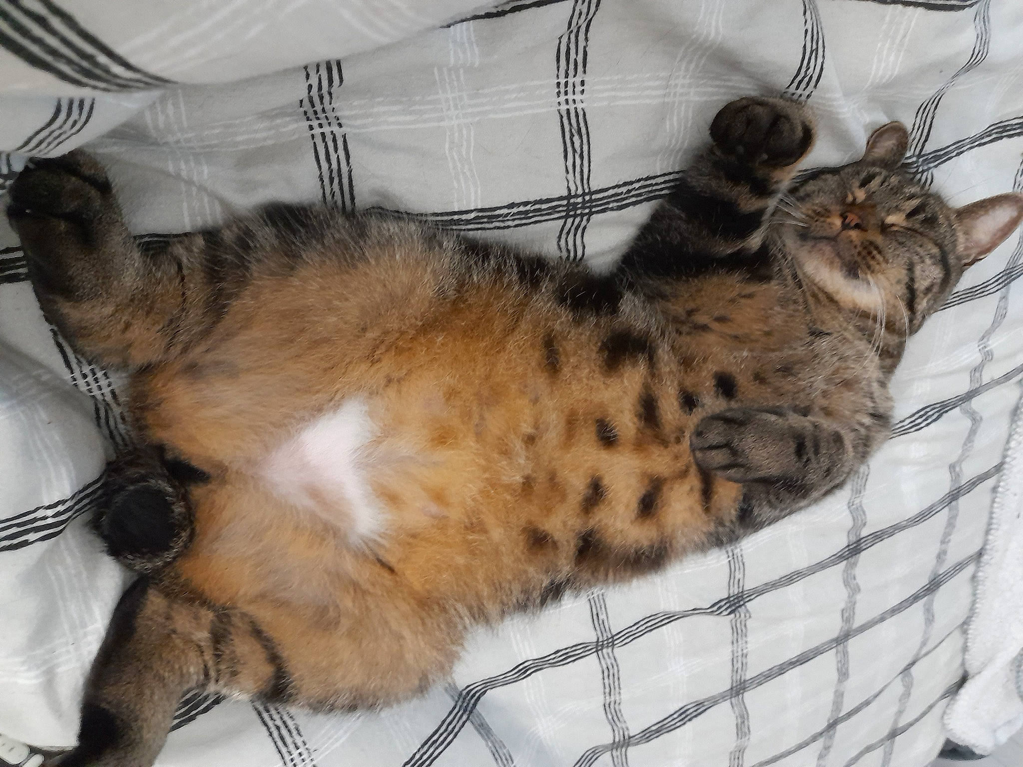 Fripouille a rejoint le concours — aidez-le/la à gagner de superbes lots ! animal_shelter, carnivore, cat, cat_supply, claw, comfort, domestic_short_haired_cat, fawn, felidae, fur, mesh, paw, pet_supply, small_to_medium_sized_cats, tail, terrestrial_animal, whiskers