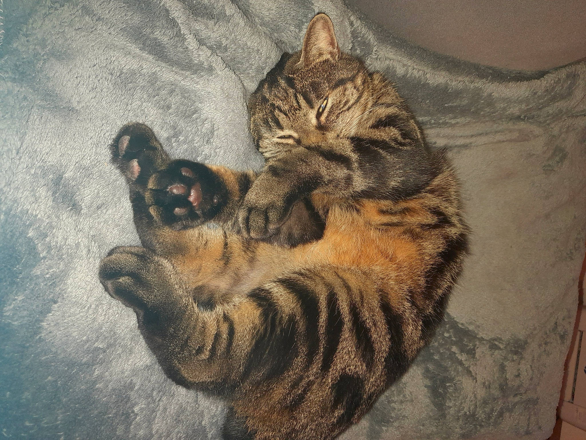 Fripouille participe au concours pour gagner de l'argent avec cette photo : carnivore, cat, claw, comfort, domestic_short_haired_cat, eye, fawn, felidae, foot, fur, grass, paw, sitting, small_to_medium_sized_cats, snout, tail, terrestrial_animal, whiskers, wildlife, window