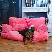 Layla Poole joined the competition — help win amazing prizes! puppy, dog, pink_couch, miniature_couch, fluffy, wooden_floor, bookshelf, dvd_cases, indoor, pet, small_dog, curious, cozy, living_room, furniture, toy, animal, cute, domestic, relaxing