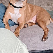 Maiki a rejoint le concours — aidez-le/la à gagner de superbes lots ! animal, blanket, boot, collar, companion, couch, cozy, dog, domestic, ear, furniture, indoor, pants, paw, person, pet, relaxed, resting, stone_wall, tan_dog