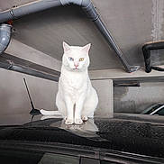 Bianca participe au concours pour gagner de l'argent avec cette photo : animal, car, car_roof, cat, concrete, feline, heterochromia, indoor, looking, one_blue_eye, one_yellow_eye, parking_garage, pet, pipes, quiet, reflection, sitting, still, urban, white_cat