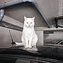 animal, car, car_roof, cat, concrete, feline, heterochromia, indoor, looking, one_blue_eye, one_yellow_eye, parking_garage, pet, pipes, quiet, reflection, sitting, still, urban, white_cat