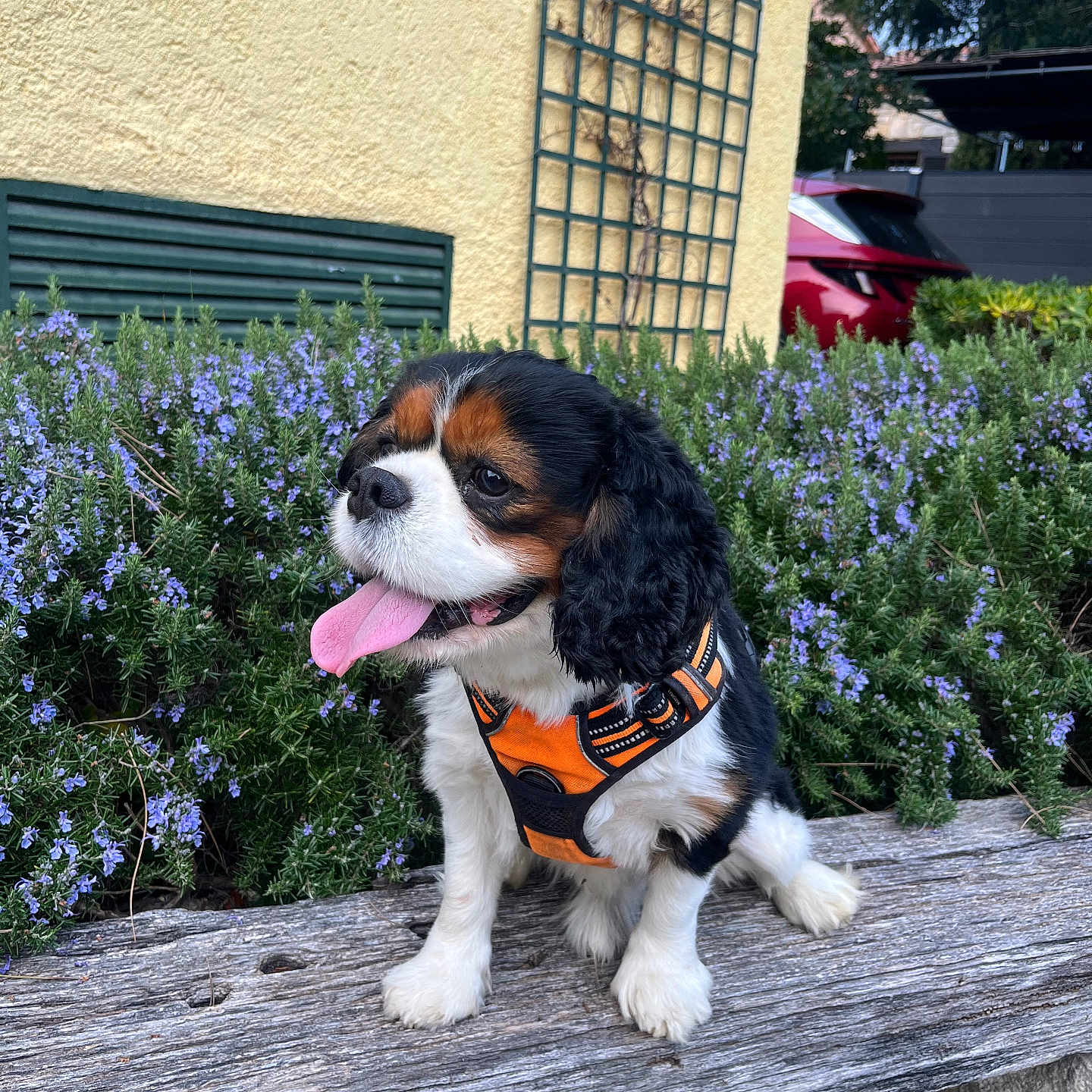 Pookie a rejoint le concours — aidez-le/la à gagner de superbes lots ! animal, canine, car, cockerspaniel, dog, flower, geranium, grass, herbal, herbs, hound, outdoors, pet, plant, puppy, slate, transportation, tree, vegetation, vehicle