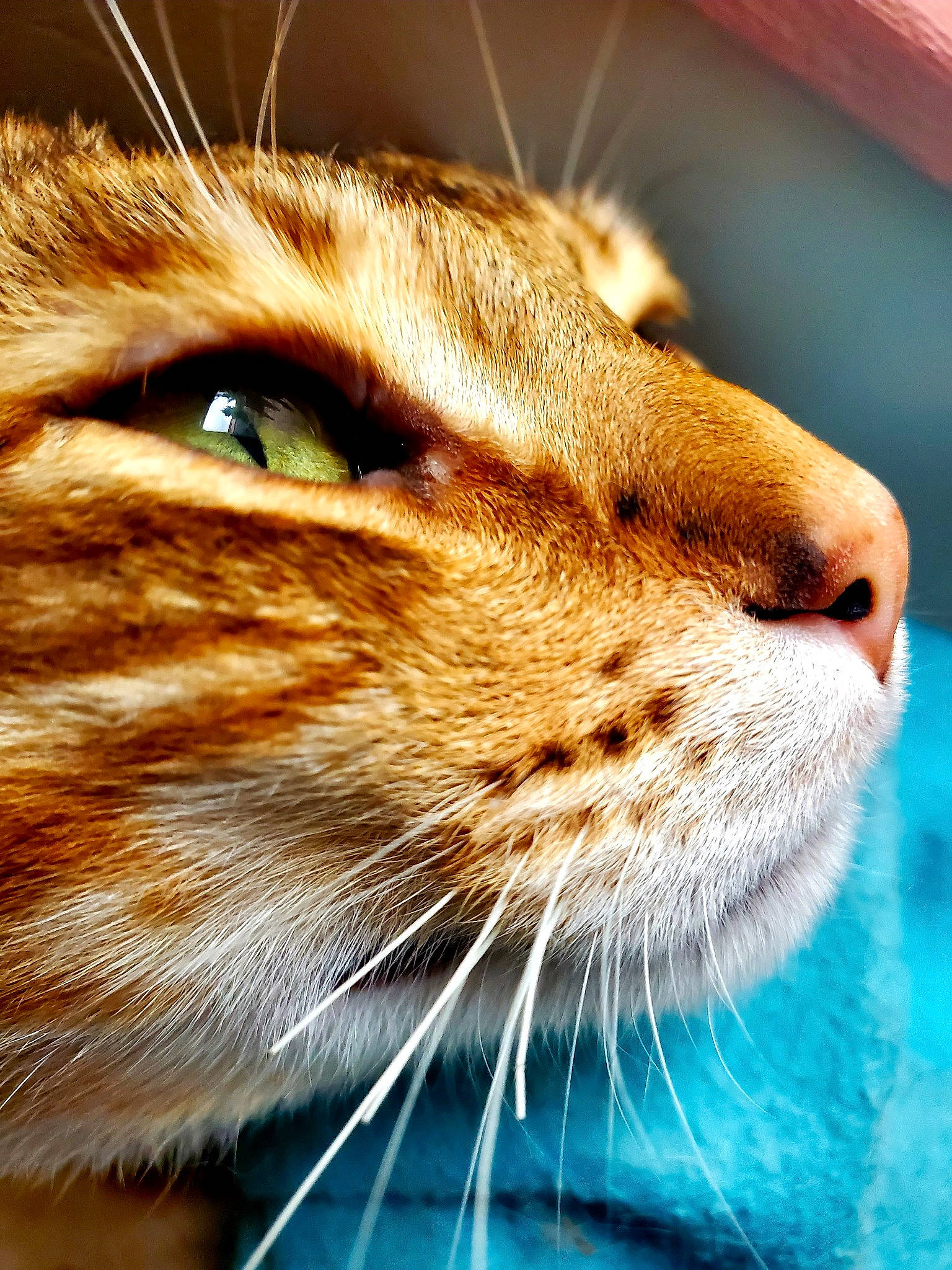 Tsuky participe au concours pour gagner de l'argent avec cette photo : carnivore, cat, domestic_short_haired_cat, ear, electric_blue, felidae, fur, grass, small_to_medium_sized_cats, snout, terrestrial_animal, whiskers, wildlife