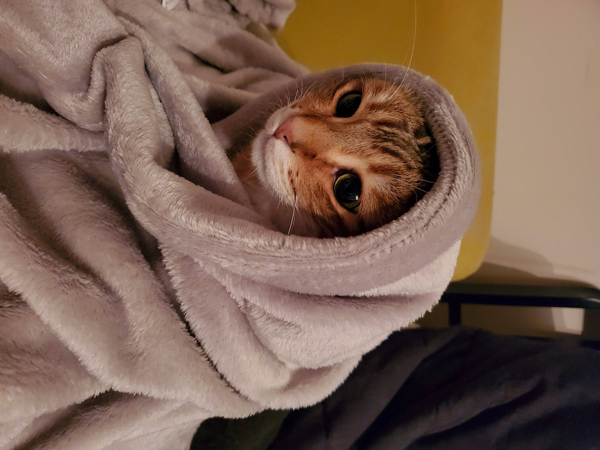 Tsuky a rejoint le concours — aidez-le/la à gagner de superbes lots ! art, artifact, cat, comfort, domestic_short_haired_cat, felidae, fur, linens, peach, room, sculpture, small_to_medium_sized_cats, terrestrial_animal, towel, whiskers, wood, wool, wrinkle