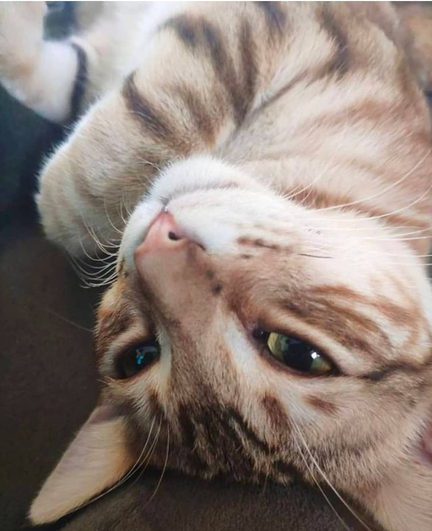 Tsuky participe au concours pour gagner de l'argent avec cette photo : carnivore, cat, close_up, comfort, domestic_short_haired_cat, ear, fawn, felidae, fur, nap, nose, small_to_medium_sized_cats, snout, terrestrial_animal, whiskers, wrinkle