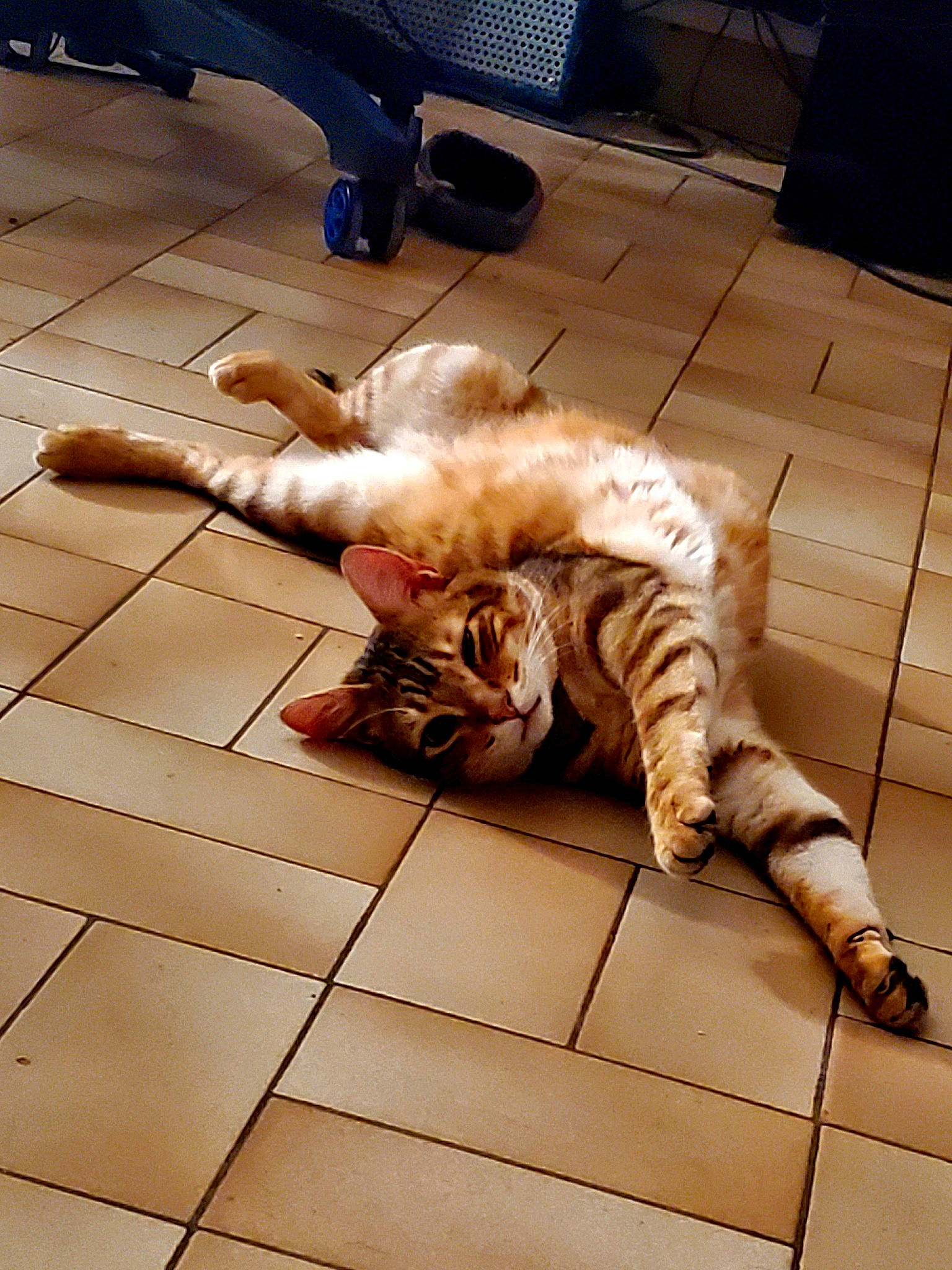 Tsuky participe au concours pour gagner de l'argent avec cette photo : brown, carnivore, cat, comfort, fawn, felidae, floor, flooring, hardwood, human_leg, laminate_flooring, mammal, pattern, small_to_medium_sized_cats, snout, tail, vertebrate, whiskers, wood, wood_flooring