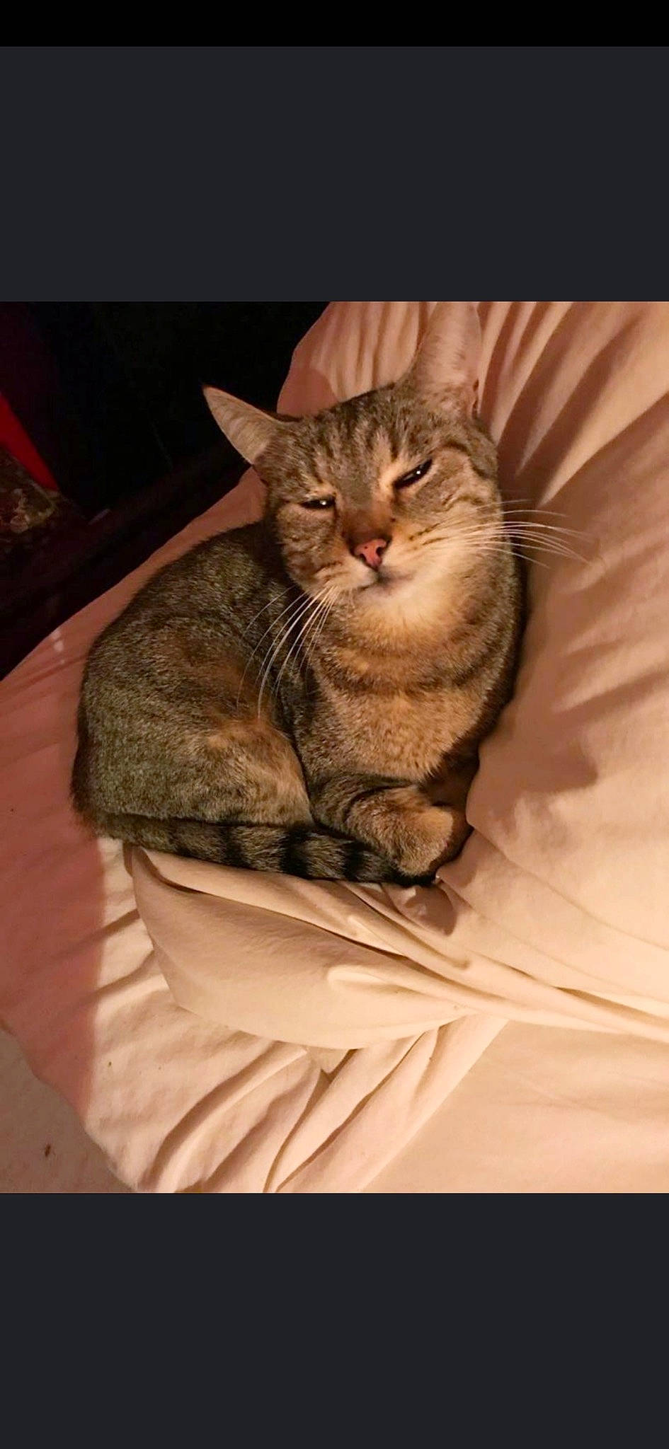 Hermès participe au concours pour gagner de l'argent avec cette photo : brown, carnivore, cat, cat_supply, comfort, domestic_short_haired_cat, ear, fawn, felidae, fur, linens, paw, sitting, small_to_medium_sized_cats, snout, tail, terrestrial_animal, tree, whiskers, wildlife