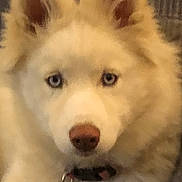 Sky joined the competition — help win amazing prizes! dog, white_dog, blue_eyes, fluffy, ears, pet, animal, portrait, closeup, collar, mammal, indoor, furry, cute, canine, face, nose, fur, domestic_animal, looking