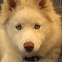 dog, white_dog, blue_eyes, fluffy, ears, pet, animal, portrait, closeup, collar, mammal, indoor, furry, cute, canine, face, nose, fur, domestic_animal, looking