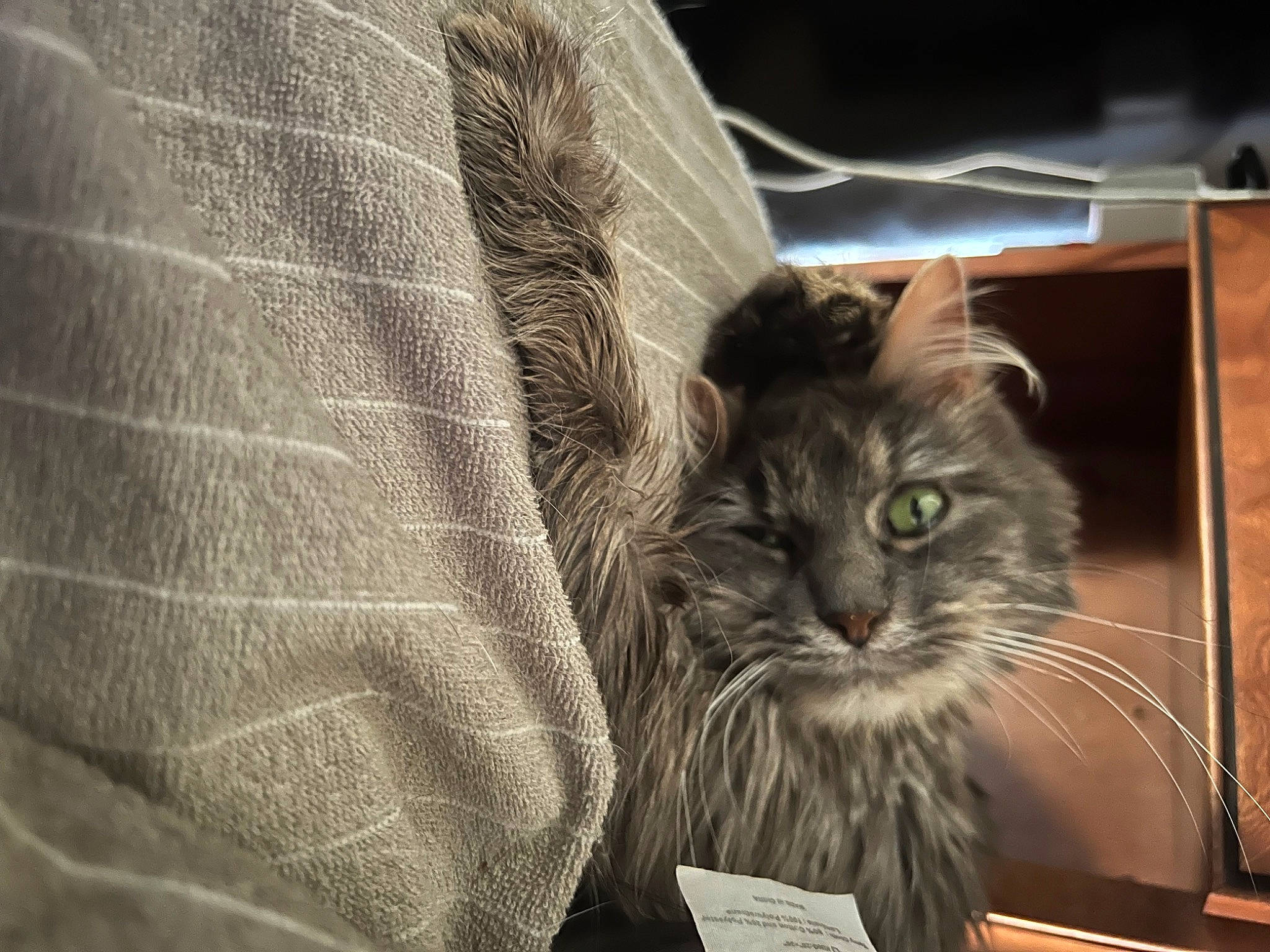 Hope is registered to the contest to win money with this photo: carnivore, cat, comfort, darkness, domestic_short_haired_cat, felidae, fur, grey, maine_coon, monochrome_photography, pattern, sleeve, small_to_medium_sized_cats, terrestrial_animal, whiskers