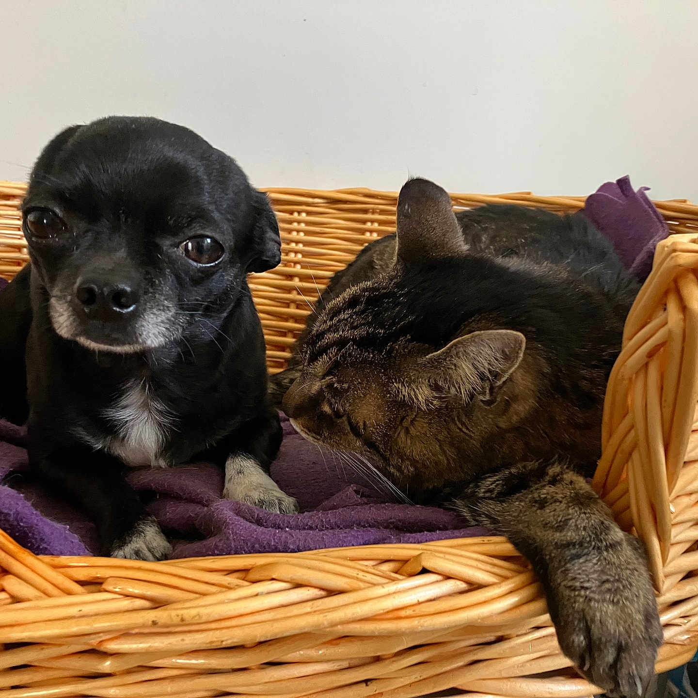 Odhie Et Chouquette participe au concours pour gagner de l'argent avec cette photo : animal, basket, bulldog, canine, cat, chihuahua, cockerspaniel, couch, crib, dog, furniture, hardwood, homedecor, hound, labradorretriever, linen, pet, puppy, terrier, wood