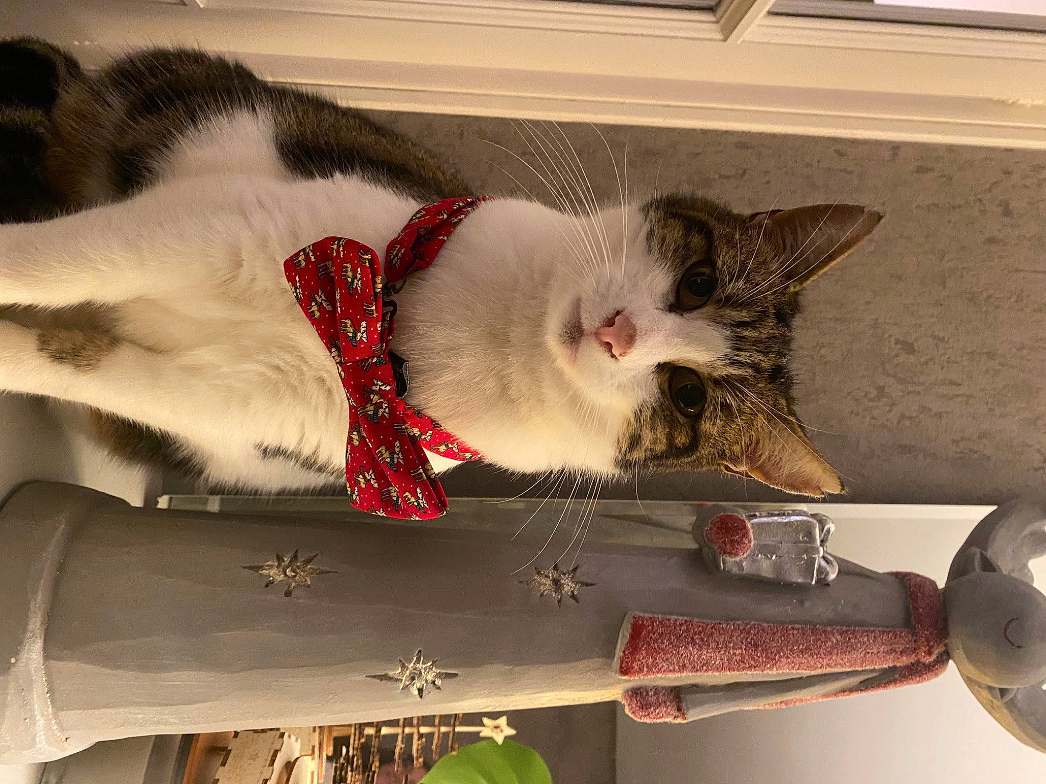 Chewbacca a rejoint le concours — aidez-le/la à gagner de superbes lots ! carmine, carnivore, cat, claw, comfort, domestic_short_haired_cat, fawn, felidae, fur, grey, paw, plant, small_to_medium_sized_cats, snapshot, snout, tail, whiskers, window, wood