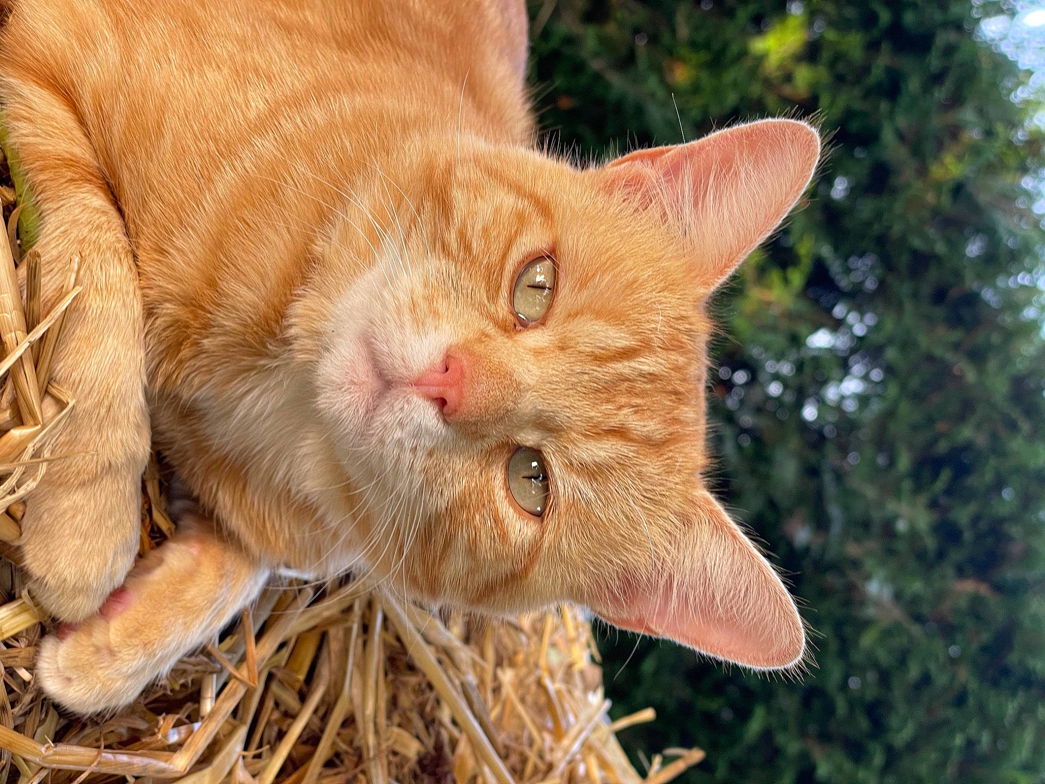 Berlioz participe au concours pour gagner de l'argent avec cette photo : carnivore, cat, claw, domestic_short_haired_cat, fawn, felidae, fur, grass, mammal, plant, small_to_medium_sized_cats, snout, tail, terrestrial_animal, tree, vertebrate, whiskers, wildlife, wood, wrinkle
