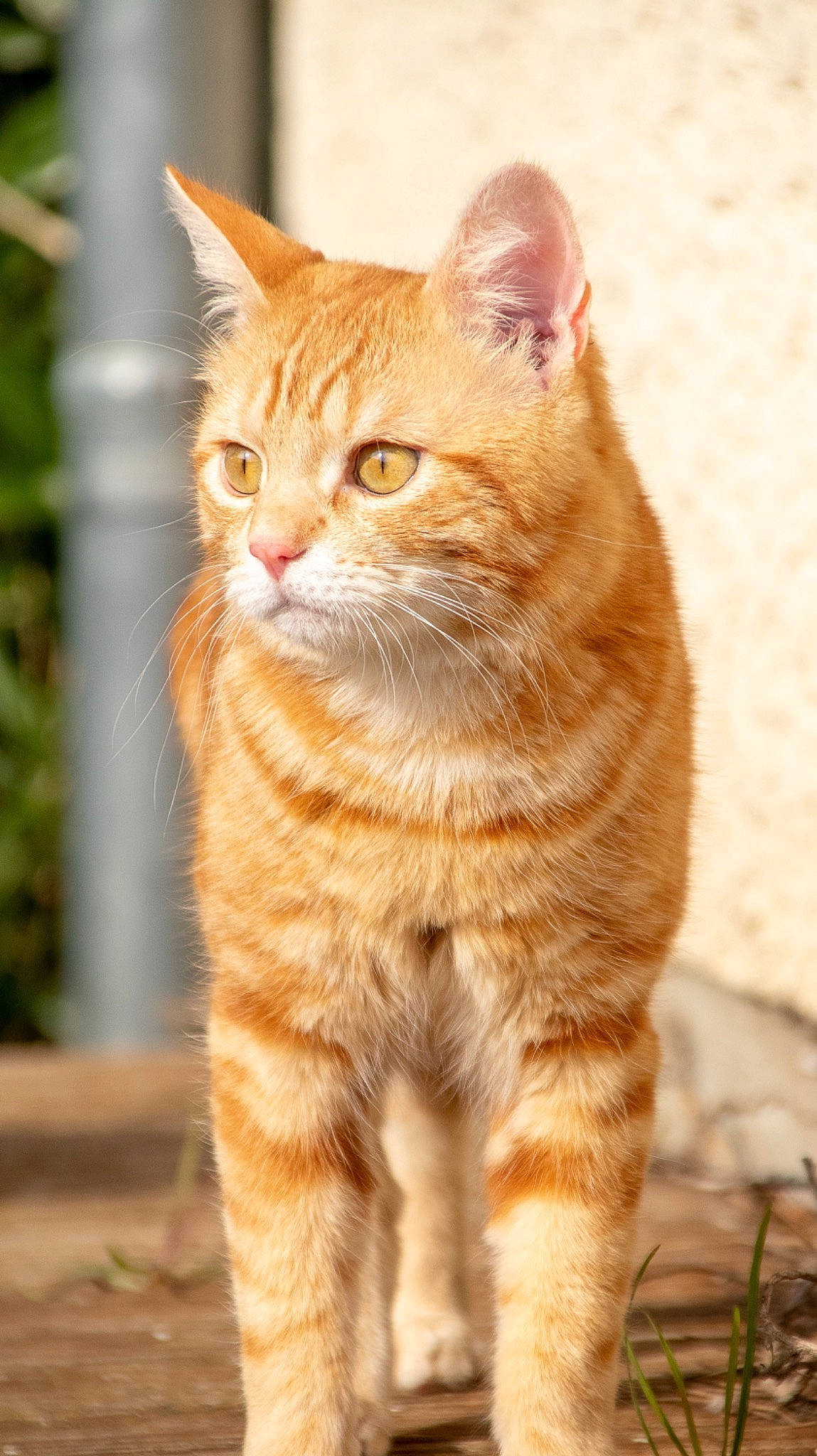 Berlioz participe au concours pour gagner de l'argent avec cette photo : art, carnivore, cat, claw, domestic_short_haired_cat, fawn, felidae, fur, grass, paw, peach, sitting, small_to_medium_sized_cats, snout, tail, terrestrial_animal, whiskers, wildlife, wood