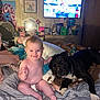 Jasper is registered to the contest to win money with this photo: baby, dog, bed, blanket, television, furniture, smile, indoor, person, animal, black_dog, face, mirror, fan, clothing, dresser, toy, room, happy, child