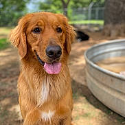 Birdie Mae joined the competition — help win amazing prizes! dog, golden_retriever, outdoor, tongue_out, happy, pet, animal, canine, fur, water_trough, tree, nature, sunlight, playful, portrait, muzzle, ears, friendly, grass, daytime