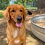 dog, golden_retriever, outdoor, tongue_out, happy, pet, animal, canine, fur, water_trough, tree, nature, sunlight, playful, portrait, muzzle, ears, friendly, grass, daytime