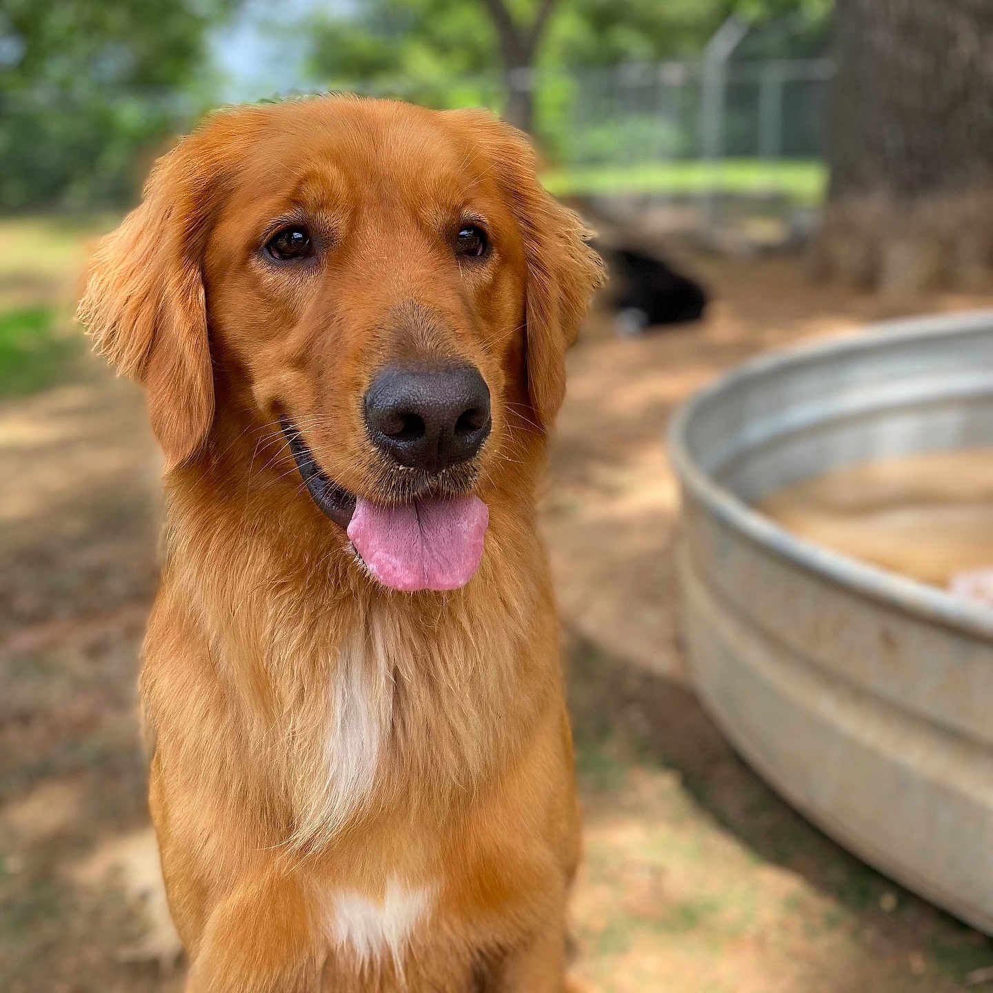Birdie Mae joined the competition — help win amazing prizes! animal, canine, daytime, dog, ears, friendly, fur, golden_retriever, grass, happy, muzzle, nature, outdoor, pet, playful, portrait, sunlight, tongue_out, tree, water_trough