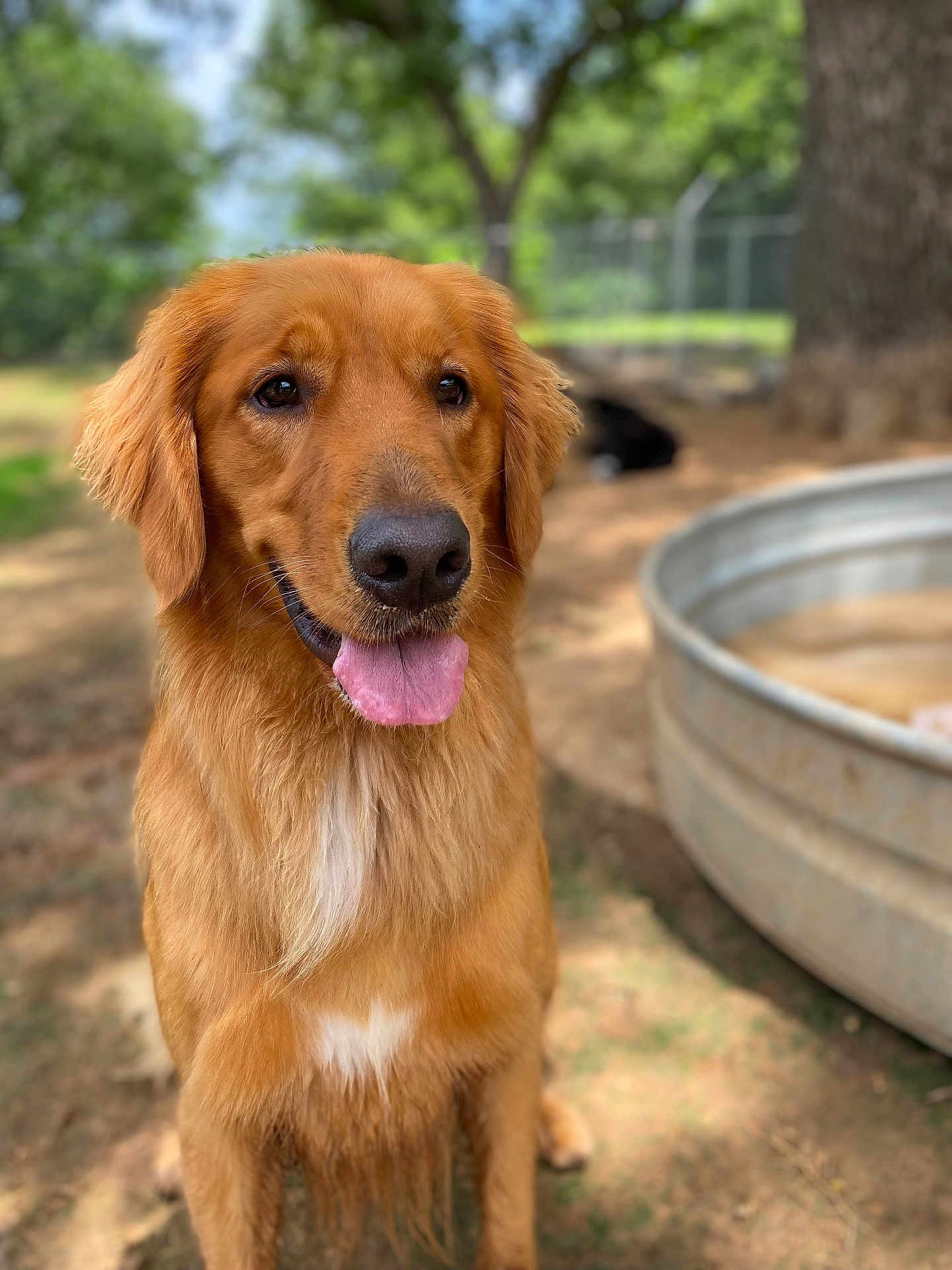 Birdie Mae joined the competition — help win amazing prizes! dog, golden_retriever, outdoor, tongue_out, happy, pet, animal, canine, fur, water_trough, tree, nature, sunlight, playful, portrait, muzzle, ears, friendly, grass, daytime