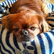 Youmi participe au concours pour gagner de l'argent avec cette photo : dog, brown_dog, pet, lying_down, blanket, striped_blanket, indoor, cozy, sleepy, closeup, fur, nose, ears, resting, cute, animal, domestic_animal, mammal, face, whiskers