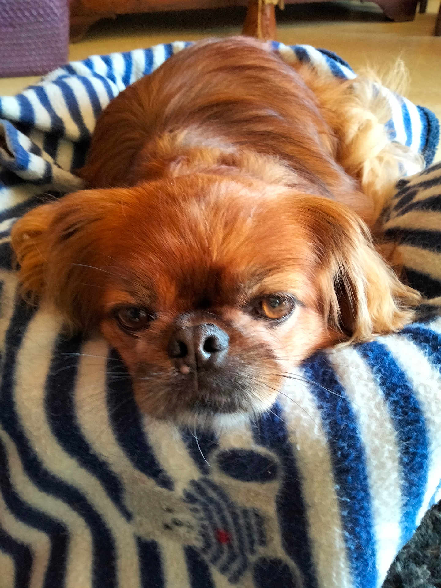 Youmi participe au concours pour gagner de l'argent avec cette photo : dog, brown_dog, pet, lying_down, blanket, striped_blanket, indoor, cozy, sleepy, closeup, fur, nose, ears, resting, cute, animal, domestic_animal, mammal, face, whiskers