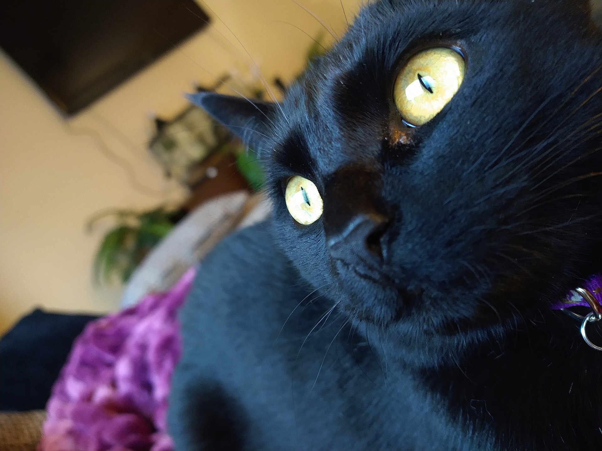 Artemis