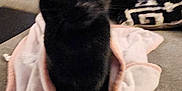 Artemis joined the competition — help win amazing prizes! black_cat, cat, pet, blanket, couch, furniture, indoor, animal, soft_texture, patterned_cushion, cozy, sitting, feline, domestic_animal, home, comfort, resting, fur, ears, eyes