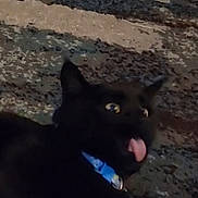 Artemis is registered to the contest to win money with this photo: dog, black_dog, collar, tongue, night, blurry, outdoor, animal, pet, closeup, dark, texture, ground, canine, muzzle, ears, expression, playful, funny, portrait
