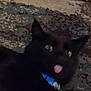 Artemis joined the competition — help win amazing prizes! black_cat, cat, tongue_out, collar, pet, animal, feline, blurry, dark, closeup, indoor, texture, background, cute, playful, mischievous, fur, whiskers, eyes, head