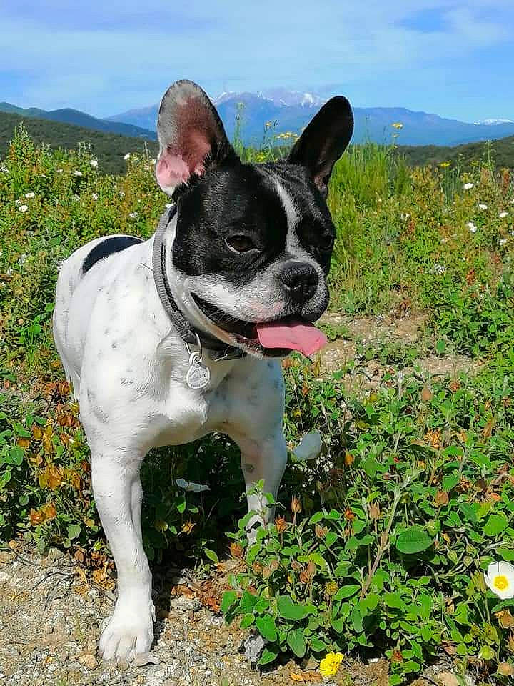 Poumba participe au concours pour gagner de l'argent avec cette photo : adventure, bulldog, carnivore, cloud, collar, companion_dog, dog, dog_breed, dog_collar, fashion_accessory, fawn, flower, french_bulldog, grass, grassland, molosser, plant, sky, sporting_group, working_animal