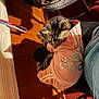 Luke joined the competition — help win amazing prizes! cat, tabby_cat, pink_hoodie, adidas_logo, pet, sitting, lap, indoor, wooden_floor, shadow, sneaker, shoe, chair, stool, lanyard, cozy, striped_fur, paw, human_leg, close_up