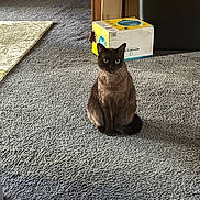 Tony is registered to the contest to win money with this photo: animal, box, cardboard_box, carpet, cat, curious, domestic, eyes, feline, floor, fur, gray_carpet, household, indoor, light, pet, shadow, siamese_cat, sitting, whiskers
