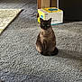 animal, box, cardboard_box, carpet, cat, curious, domestic, eyes, feline, floor, fur, gray_carpet, household, indoor, light, pet, shadow, siamese_cat, sitting, whiskers