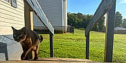 Tony is registered to the contest to win money with this photo: animal, black_cat, blue_sky, building, cat, clouds, daylight, daytime, feline, grass, greenery, house, nature, outdoor, pet, railing, suburban, sunlight, walking, wooden_porch