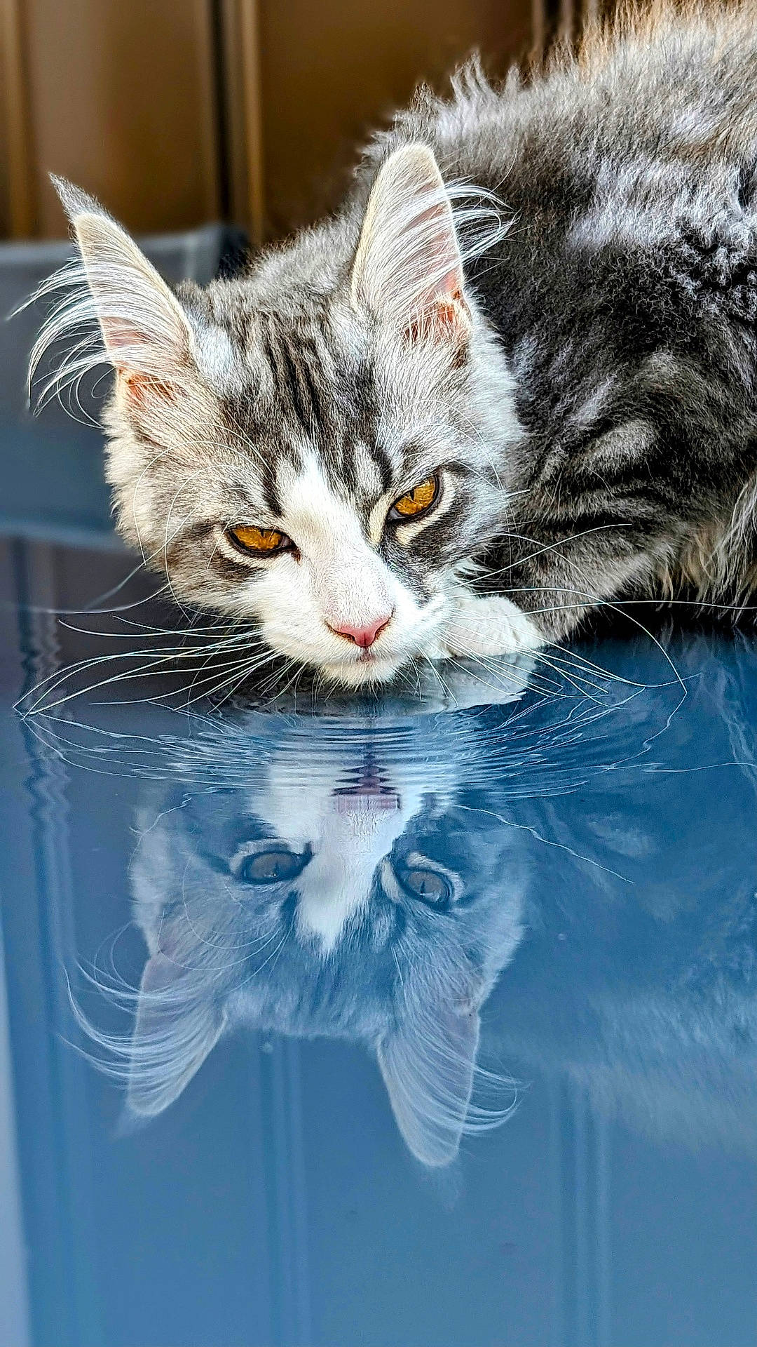 Oni a rejoint le concours — aidez-le/la à gagner de superbes lots ! abyssinian, angora, animal, cat, hardwood, kitten, manx, pet, siamese, snout, wood