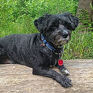 Bentley joined the competition — help win amazing prizes! dog, black_dog, collar, red_tag, log, wood, forest, greenery, plants, trees, outdoor, nature, relaxed, pet, animal, fur, ears, snout, pipe, colorful_pipe