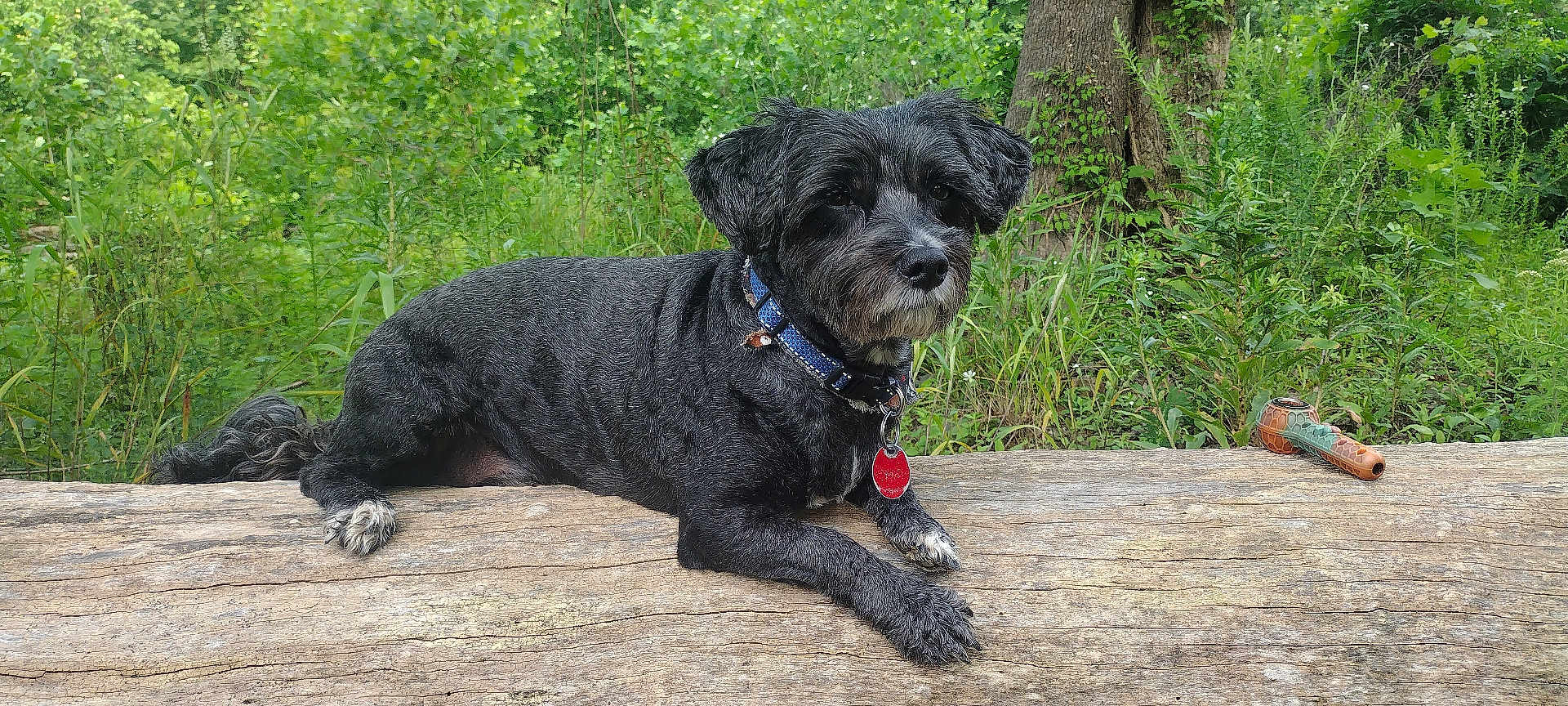 Bentley joined the competition — help win amazing prizes! dog, black_dog, collar, red_tag, log, wood, forest, greenery, plants, trees, outdoor, nature, relaxed, pet, animal, fur, ears, snout, pipe, colorful_pipe